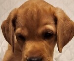 Small Photo #52 Labrador Retriever Puppy For Sale in BUFFALO, NY, USA