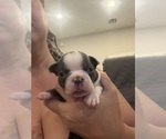 Small #2 Boston Terrier