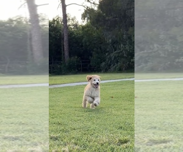 Medium Photo #5 Poodle (Standard) Puppy For Sale in NEW PORT RICHEY, FL, USA