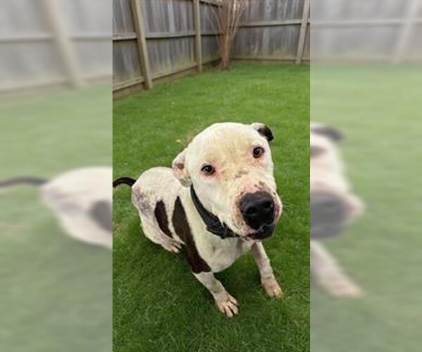 Medium Photo #1 Mutt Puppy For Sale in HESPERIA, CA, USA