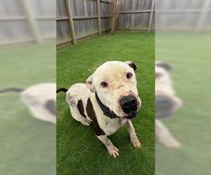 Mutt Dogs for adoption in HESPERIA, CA, USA