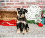 Small #5 Schnauzer (Miniature)
