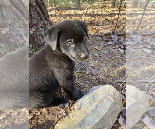 Medium Photo #2 Mutt Puppy For Sale in Mechanicsburg, PA, USA