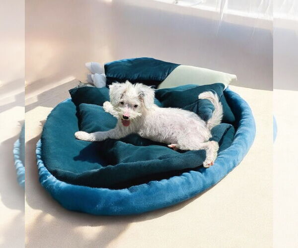 Medium Photo #2 Poodle (Toy) Puppy For Sale in Menifee, CA, USA