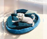 Small #1 Poodle (Toy)