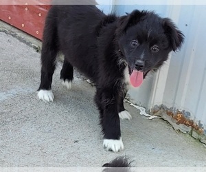 Miniature Australian Shepherd Puppy for sale in ELIZ CITY, NC, USA