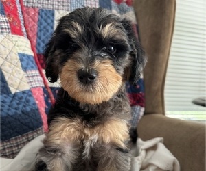 Double Doodle Puppy for sale in SATSUMA, FL, USA