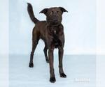 Small German Shepherd Dog Mix