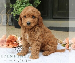 Goldendoodle (Miniature) Puppy for sale in LANCASTER, PA, USA
