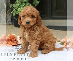 Small Goldendoodle (Miniature)