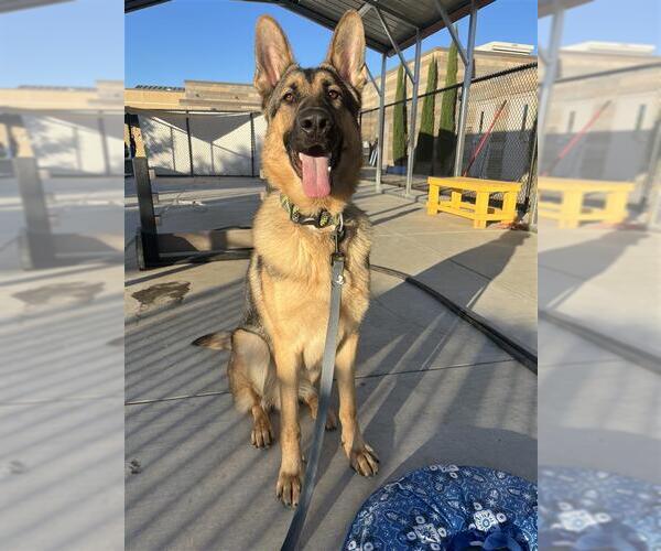Medium Photo #2 German Shepherd Dog-Unknown Mix Puppy For Sale in Elk Grove, CA, USA