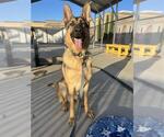 Small #1 German Shepherd Dog Mix