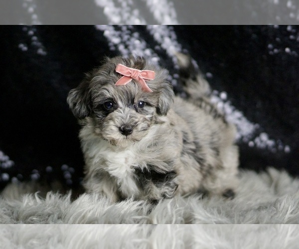 Medium Photo #7 Maltipoo Puppy For Sale in WARSAW, IN, USA