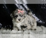 Small Photo #103 Maltipoo Puppy For Sale in WARSAW, IN, USA