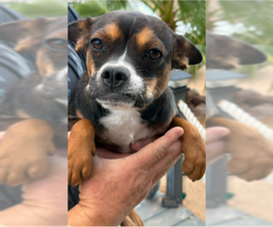 Chihuahua-Unknown Mix Dogs for adoption in Cranston, RI, USA
