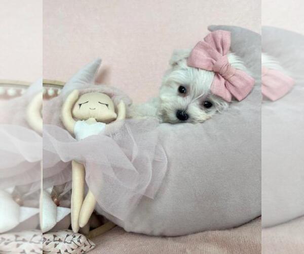Medium Photo #1 Maltese Puppy For Sale in MIAMI BEACH, FL, USA