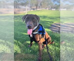 Small #7 Labrador Retriever Mix