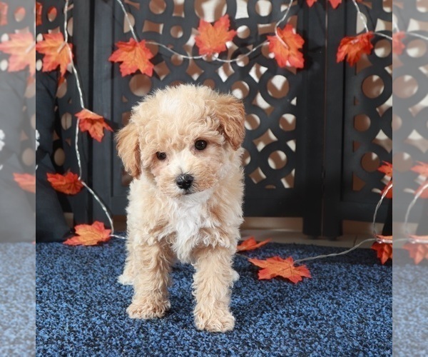 Medium Photo #3 Bichpoo Puppy For Sale in MOUNT VERNON, OH, USA