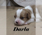 Small #4 Cavalier King Charles Spaniel