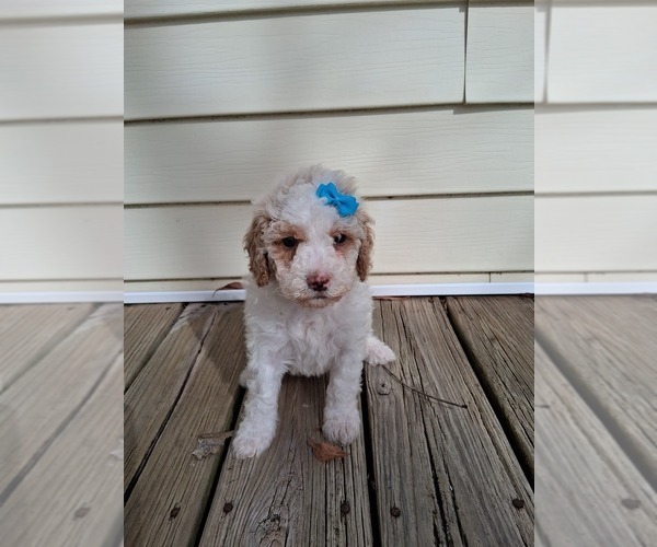 Medium Photo #136 Goldendoodle (Miniature) Puppy For Sale in GASTONIA, NC, USA