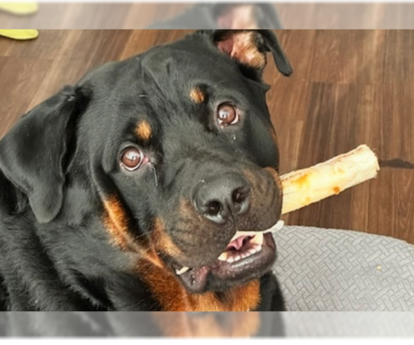 Medium Photo #5 Rottweiler Puppy For Sale in Gilbert, AZ, USA