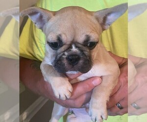 French Bulldog Puppy for sale in FRANKLIN, OH, USA
