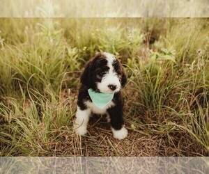 Bernedoodle Puppy for Sale in CARTERVILLE, Illinois USA