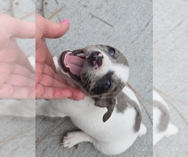Medium Photo #1 Jack Russell Terrier Puppy For Sale in LEE, FL, USA