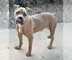 Small American Staffordshire Terrier-Bulldog Mix