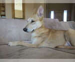 Small Carolina Dog