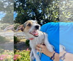Small #2 Jack Russell Terrier