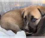 CHANCLAS - Female Siberian Husky-Unknown Mix Dog for Adoption - Small photo