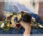 Small #5 Cane Corso