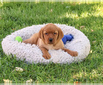 Ralph - Male Labrador Retriever Puppy for Sale - Photo #2