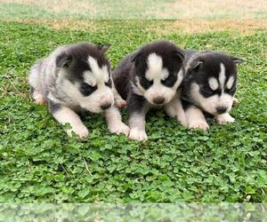 Siberian Husky Dogs for adoption in INMAN, SC, USA