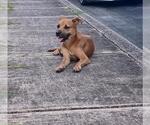 Small Black Mouth Cur Mix