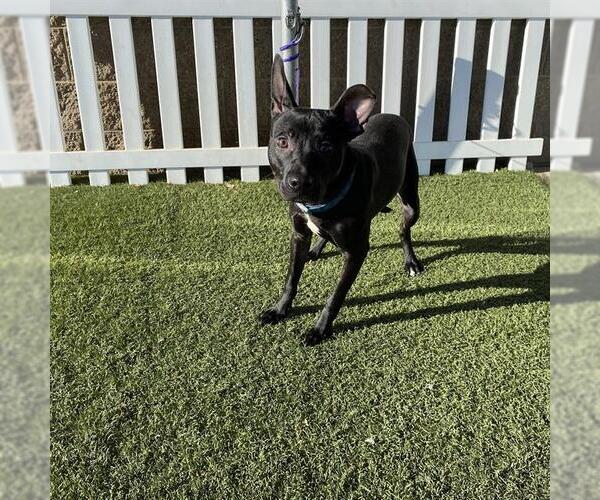 Medium Photo #1 Staffordshire Bull Terrier-Unknown Mix Puppy For Sale in Modesto, CA, USA