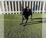 Small Staffordshire Bull Terrier Mix