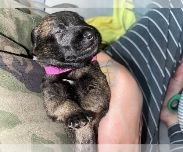 Medium Photo #264 Belgian Malinois Puppy For Sale in REESEVILLE, WI, USA