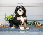 Puppy Angus Bernedoodle (Miniature)