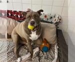 Small #2 American Pit Bull Terrier-Siberian Husky Mix