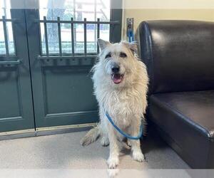 Mutt Dogs for adoption in Pasadena, CA, USA