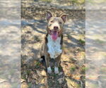Small #3 American Pit Bull Terrier Mix