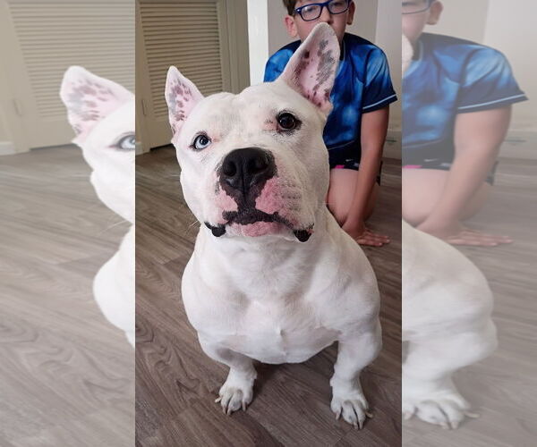 Medium Photo #6 Bulldog-Staffordshire Bull Terrier Mix Puppy For Sale in Rootstown, OH, USA