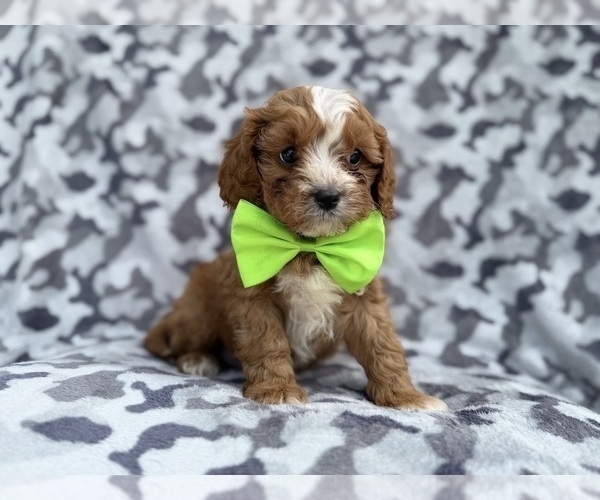 Medium Photo #9 Cavapoo (Miniature) Puppy For Sale in LAKELAND, FL, USA