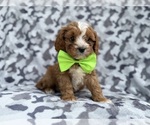 Small #8 Cavapoo (Miniature)