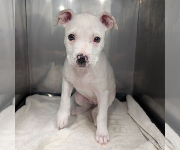 Medium Photo #1 Plott Hound-Unknown Mix Puppy For Sale in Chico, CA, USA