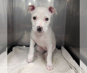 Plott Hound-Unknown Mix Dogs for adoption in Chico, CA, USA