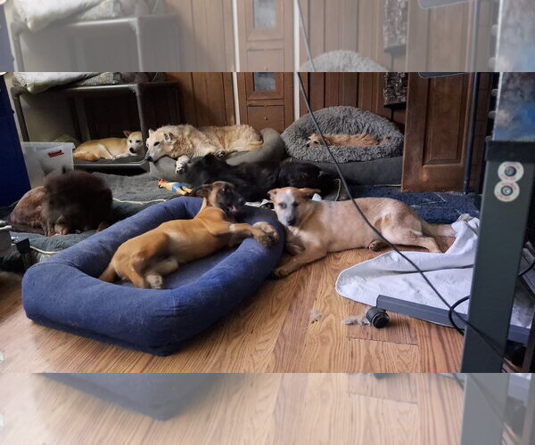 Medium Photo #26 Mutt Puppy For Sale in Sebec, ME, USA