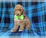 Small #2 Poodle (Miniature)